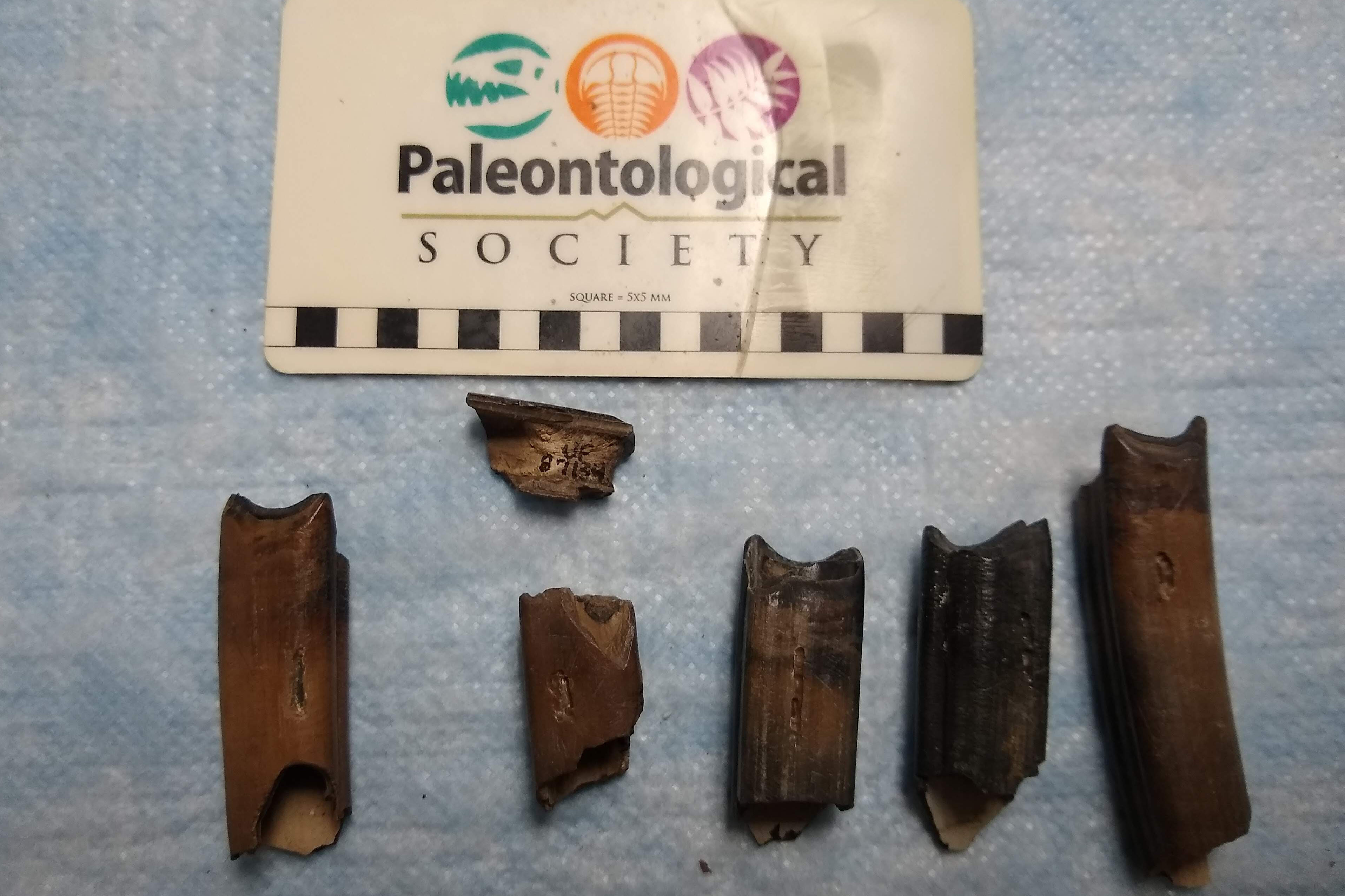 Ground Sloth Teeth Fossils
