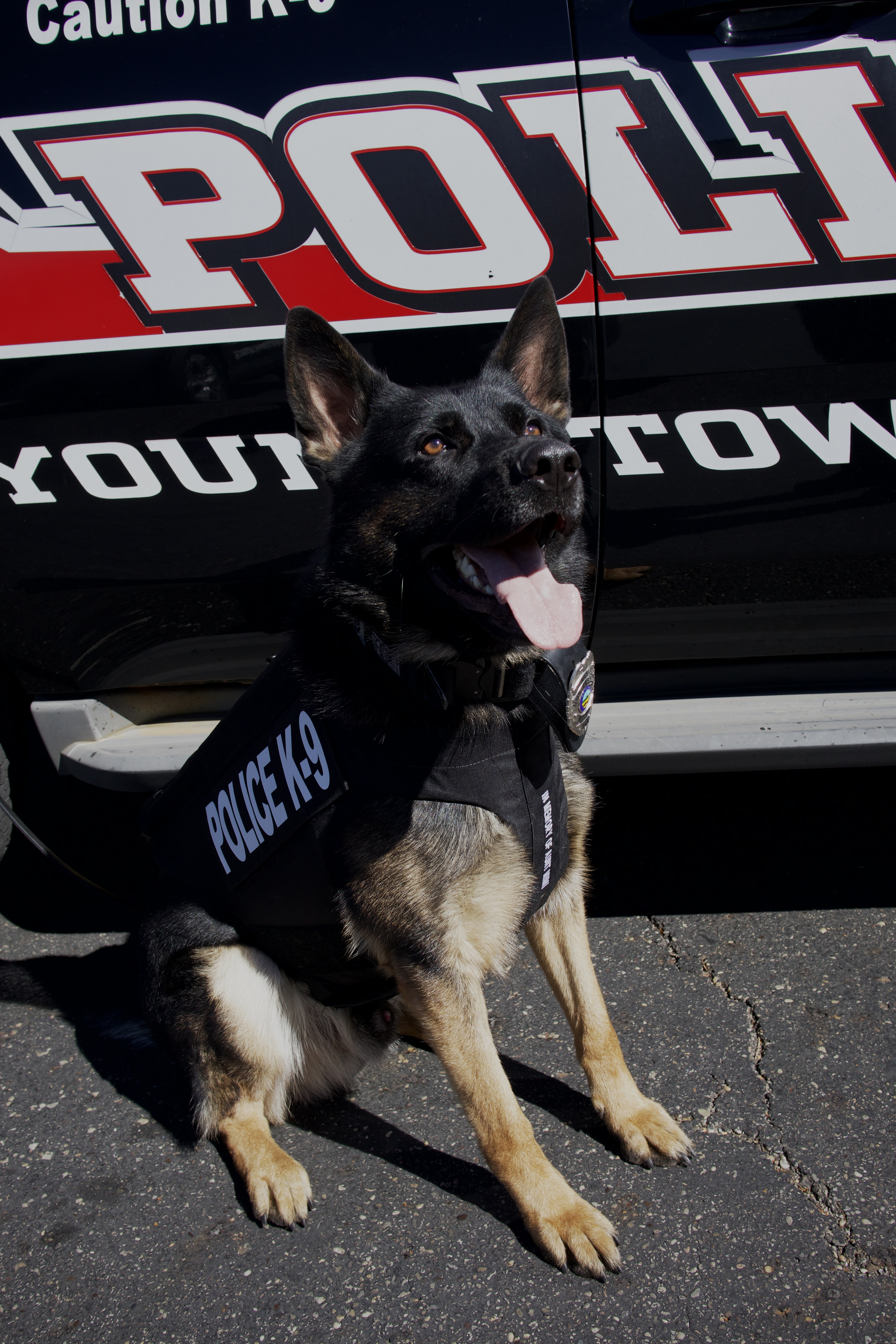 YSU PD K-9 Barkley with his new protective vest