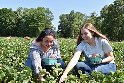 2 zeta girls picking strawberries