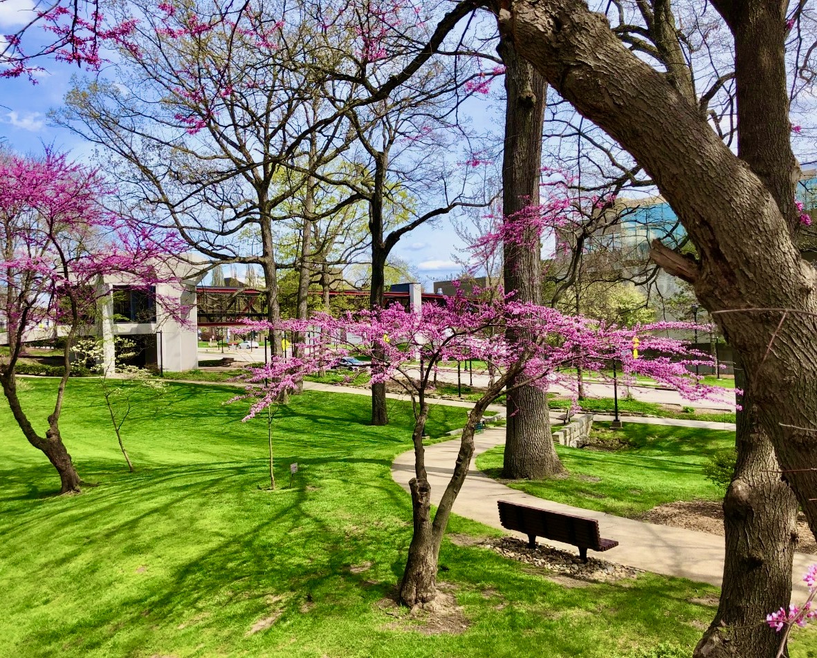 YSU campus trees